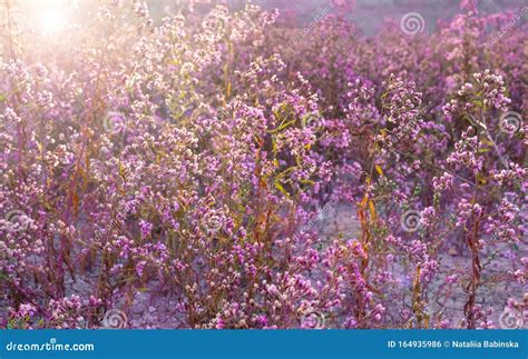 Autumn Meadow Flowers Sunrise Lilac Purple Blue Field Mountain Sunset Sunlight Stock Photo ...