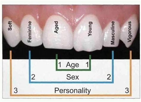 The shape of your teeth can tell alot about you!! Dental Assistant Study, Dental Hygiene Student ...