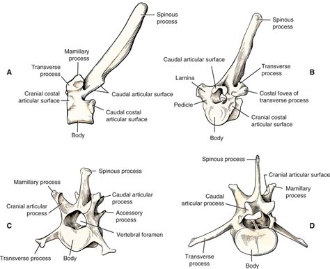 Canine Anatomy | Veterian Key | Vet medicine, Anatomy, Dog anatomy