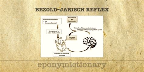 Bezold–Jarisch reflex • LITFL • Medical Eponym Library