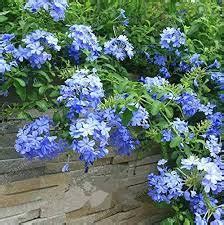 100 Seeds Plumbago Auriculata Bonsai Exotic Perennial Flowers Bonsai