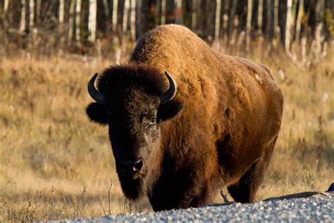 TSJ Photo: Wood Bison - British Columbia