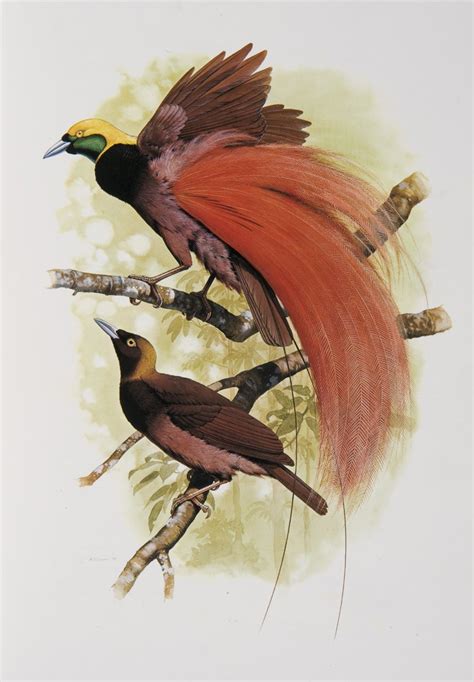 Raggiana Bird of Paradise - The Australian Museum