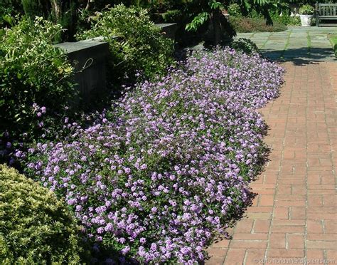 Purple lantana as ground cover along the back sidewalk | Landscaping plants, Outdoor landscaping ...