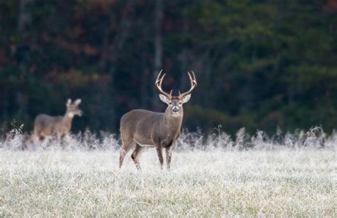 Big Game Hunting Guide | SAIL Blog