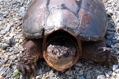 Snapping Turtle – PA HERP IDENTIFICATION