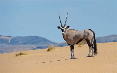 Antelope Species of Southern Africa | African Travel Canvas