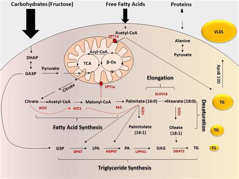 Role of Dietary Fructose and Hepatic De Novo Lipogenesis in Fatty Liver Disease. - Abstract ...