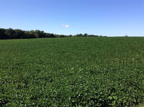 Harvesting soybeans for forage - Soybeans