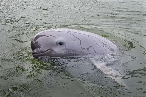 Critically Endangered porpoise shows signs of recovery - BirdGuides