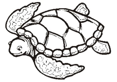 Turtle Line Drawing at PaintingValley.com | Explore collection of ...