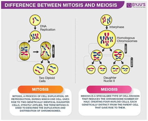 Do Plants Undergo Mitosis or Meiosis? Get the Answer at BYJU'S NEET