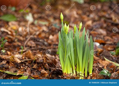 Spring:daffodil Emerging Royalty Free Stock Photos - Image: 7848638