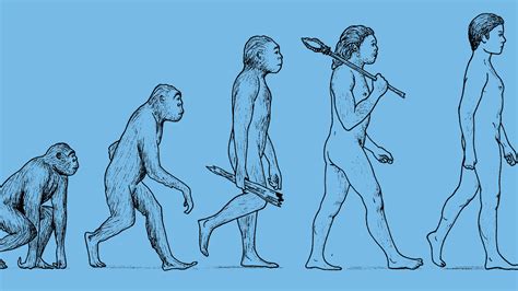Evolution Of Man Picture Timeline