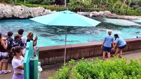 Dolphin Cove at SeaWorld Orlando 9-17-2014 - YouTube