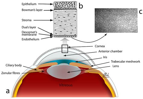 JFB | Free Full-Text | Substrates for Expansion of Corneal Endothelial Cells towards ...