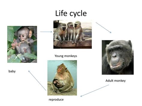 Life Cycle Of Monkey - photos and vectors