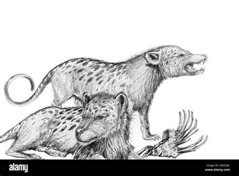 Mesonyx, illustration. This mesonychid is an extinct prehistoric carnivorous mammal that existed ...