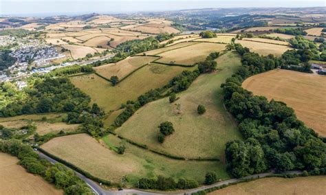 ‘Magical’ wildlife-rich rainforest being planted in Devon