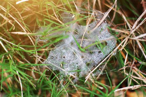 Beautiful Dew on the spider web on grass 22815339 Stock Photo at Vecteezy