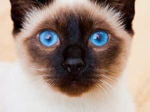 Siamese Cat Eye Color