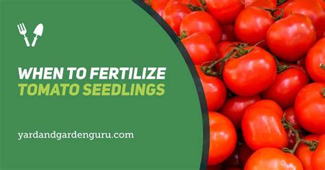 When To Fertilize Tomato Seedlings