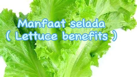 lettuce benefits, sayur lalapan yang krenyes gurih dan lezat, manfaat selada @fimuchannel - YouTube