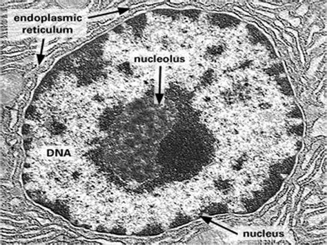 Animal cell structure, Cell organelles, Electron microscope