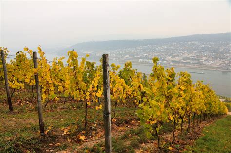 Vineyard Rhine Valley Grapevines - Free photo on Pixabay - Pixabay