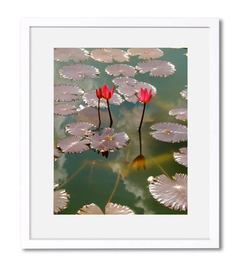 Red Water Lily Pond Flower Photograph Wall Decor | Etsy