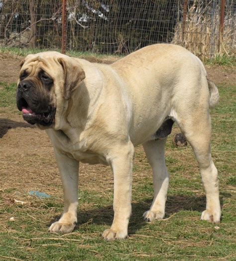 Pin on #English #Mastiff Breed