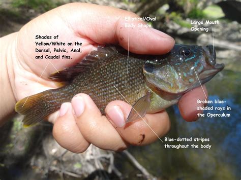 Extreme Philly Fishing: Be a "Sunfish Expert:" A Simple Guide for Identifying your Small Catches