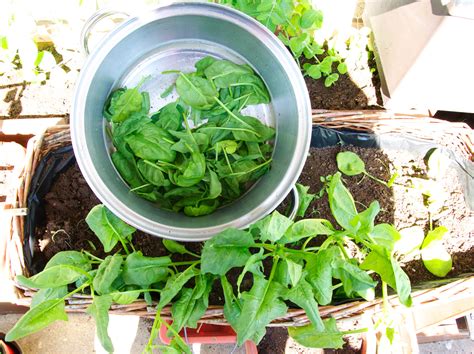 Toronto Balcony Gardening: Time to Harvest Spinach and Radishes!