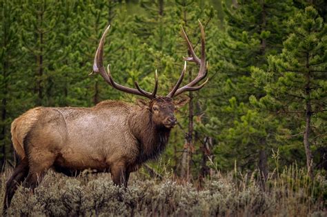 Big Bull Elk - This is one big herd bull! In Yellowstone this is what stops the traffic, causing ...