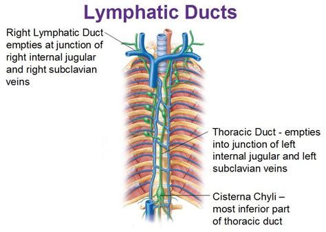 thoracic duct | The Trauma Pro