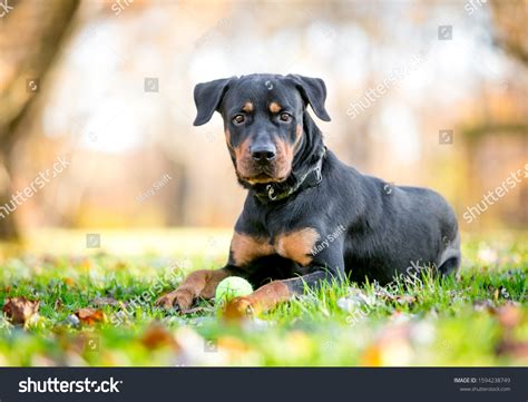 Rottweiler Mix: Over 1,215 Royalty-Free Licensable Stock Photos ...