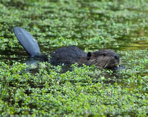 Five fascinating facts about beavers | Canadian Geographic