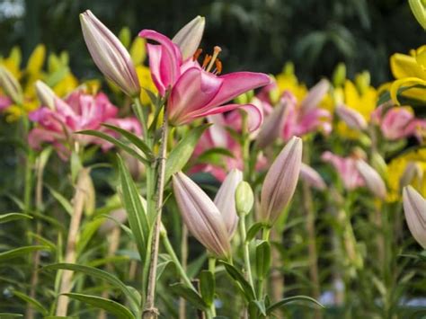 When To Plant Lily Bulbs – Planting Guide 2024 - Northern Nester