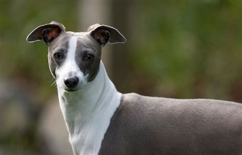 Italian Greyhound - Personality, Basic Trainability, Diet & Origin