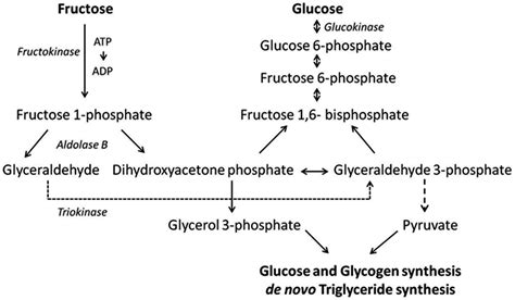 Fructose Metabolism Pathway