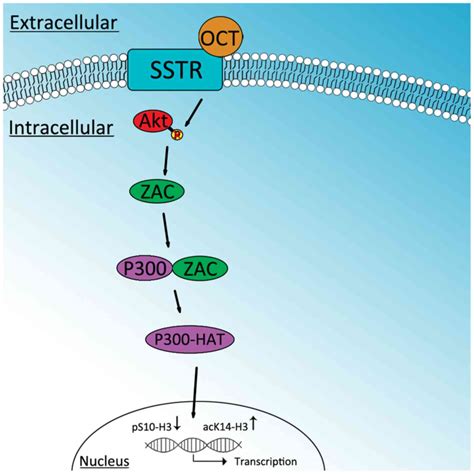 Octreotide mechanism of action