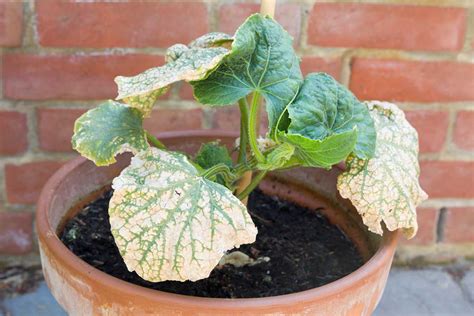 How to Identify and Control Cucumber Mosaic Virus (CMV)