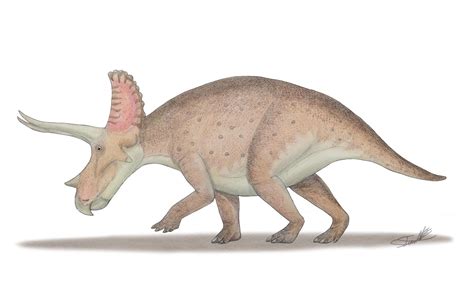 Triceratops horridus by Angeloraptorex230 on DeviantArt