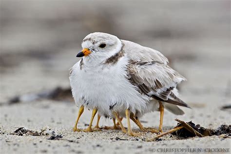 Piping Plover with 4 young birds (10 legs there) tucked in for protections from the elements ...