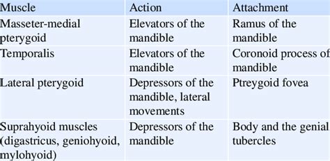 Muscle attachments over the mandible with their actions | Download ...