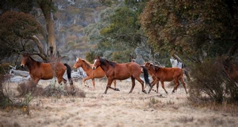 Brumby Culling in Victoria and NSW - 2SER