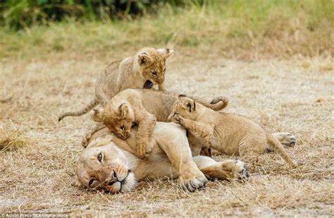 Lion cubs clamber all over their tired mother | Daily Mail Online