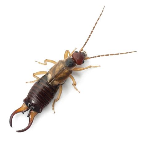 Earwigs - Extermination Control Las Vegas Henderson