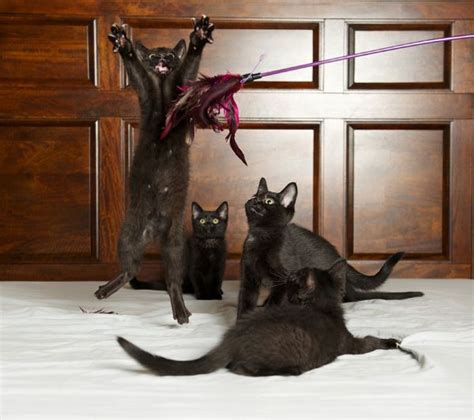 Adoptable litter of kittens by Sarah Beth pet Photography Crazy Cat Lady, Crazy Cats, Tiny ...