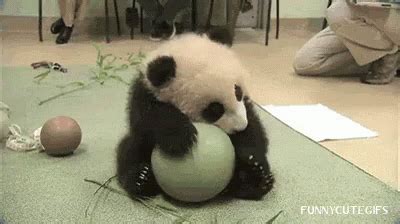 Panda Hug GIF - Panda Hug Ball - Discover & Share GIFs